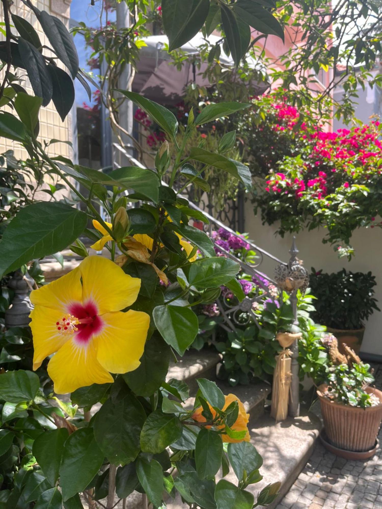 Vila Camelia OOporto Extérieur photo